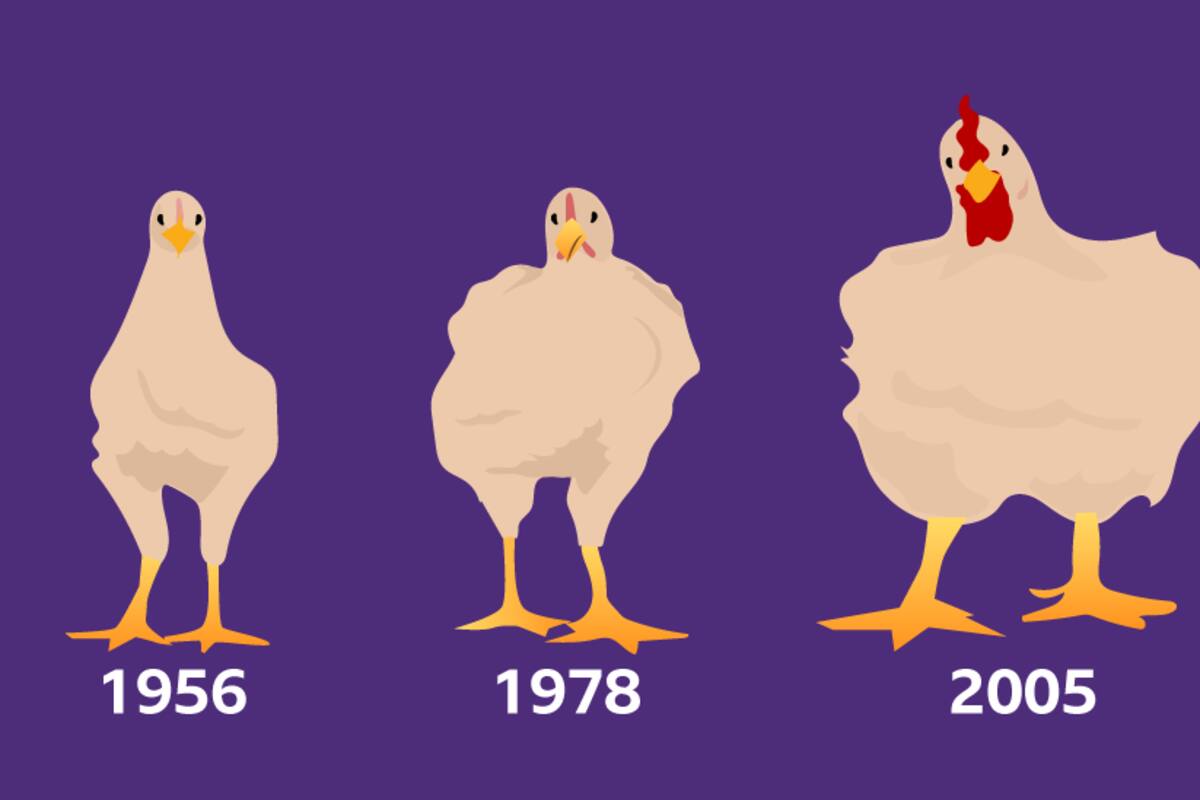 Cómo el pollo que comes aumentó de tamaño un 400% en 50 años