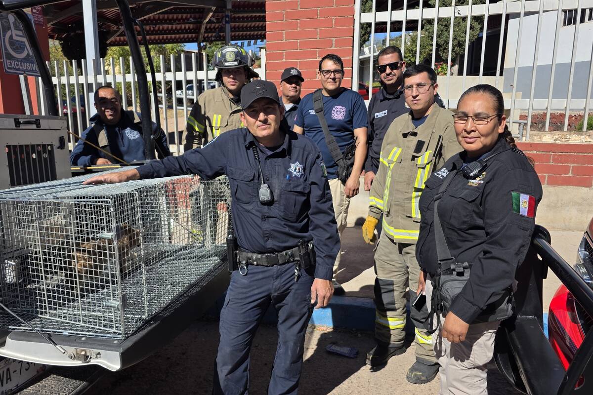 Encuentran y rescatan a lince rojo en escuela primaria de Nogales