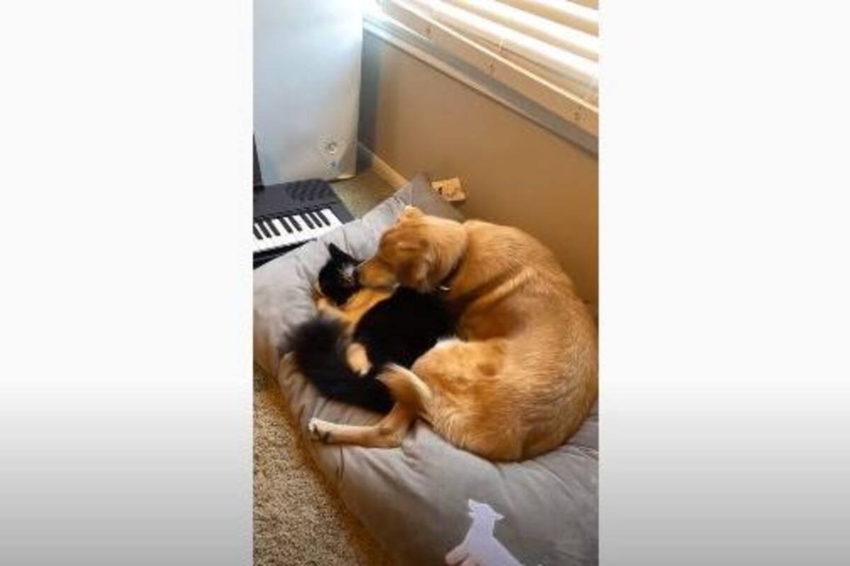 Perro se vuelve inseparable de su compañero felino