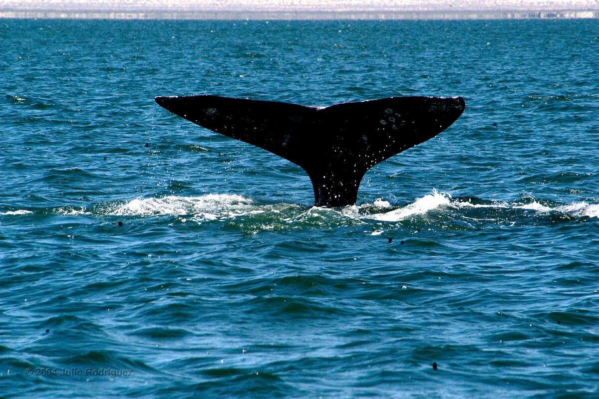Este mes inicia el avistamiento de la ballena gris