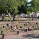 Tienen como meta restaurar cuenca: ¡plantarán más de 40 mil árboles!