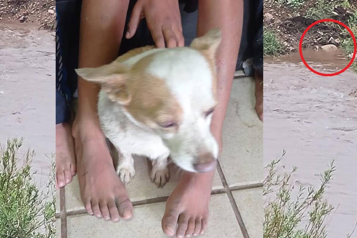 Tres hermanos tratan de salvar perrito y arroyo los arrastra; logran rescatarlos