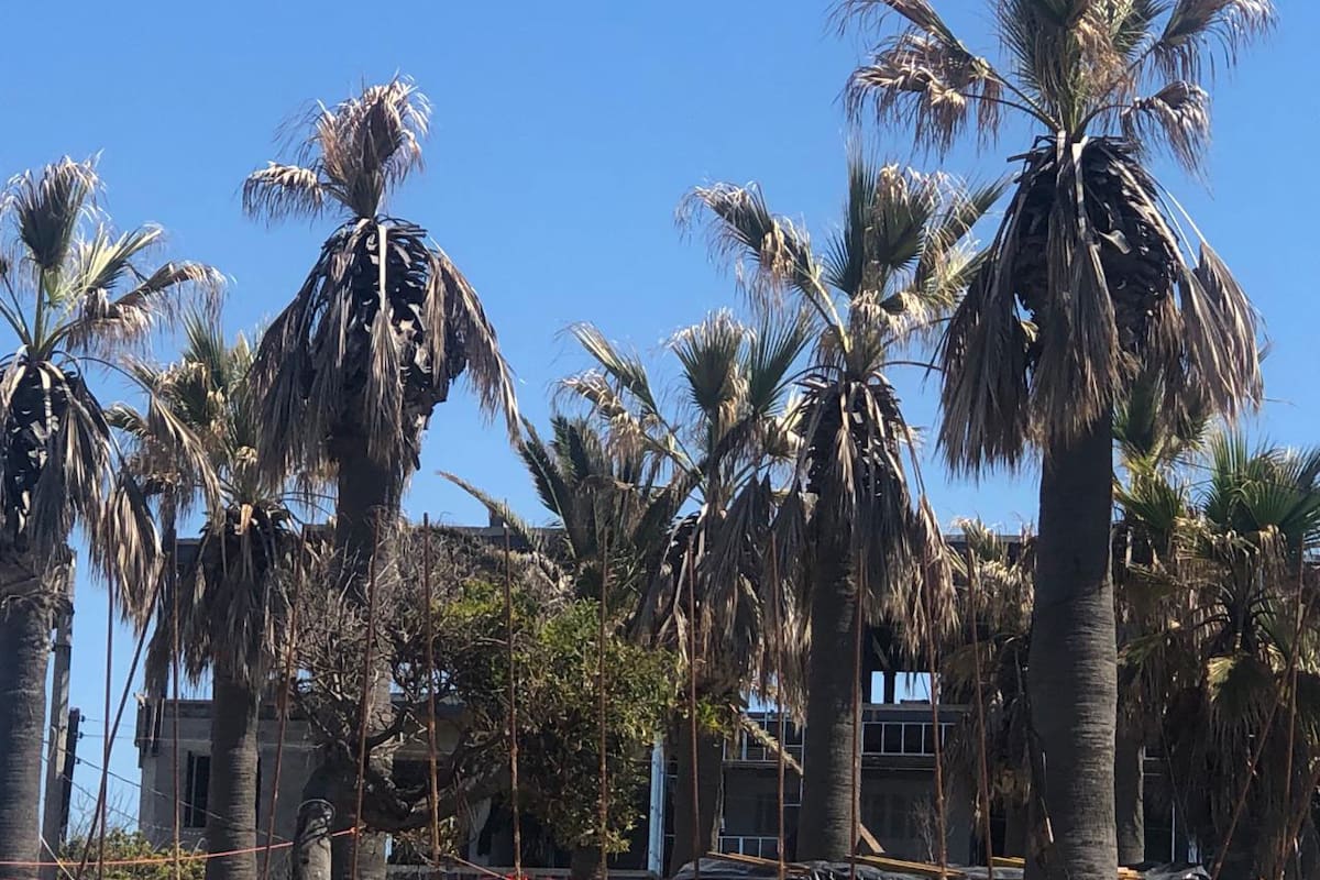 Mueren áreas verdes en parque Abelardo L. Rodríguez por obras en Rosarito