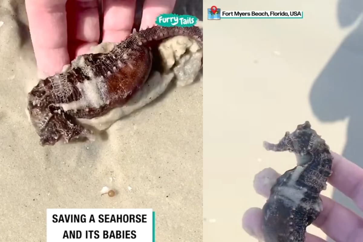 Video muestra cómo rescatan a un caballito de mar junto con sus crías