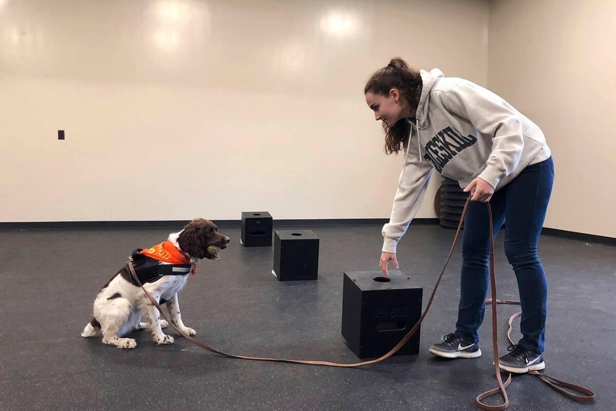 Abren licenciatura para entrenar perros en NY