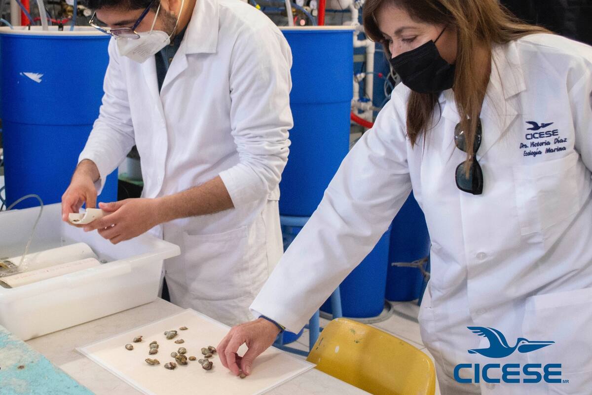 Investigadores del Cicese estudiarán efectos de la acidificación del océano en abulones