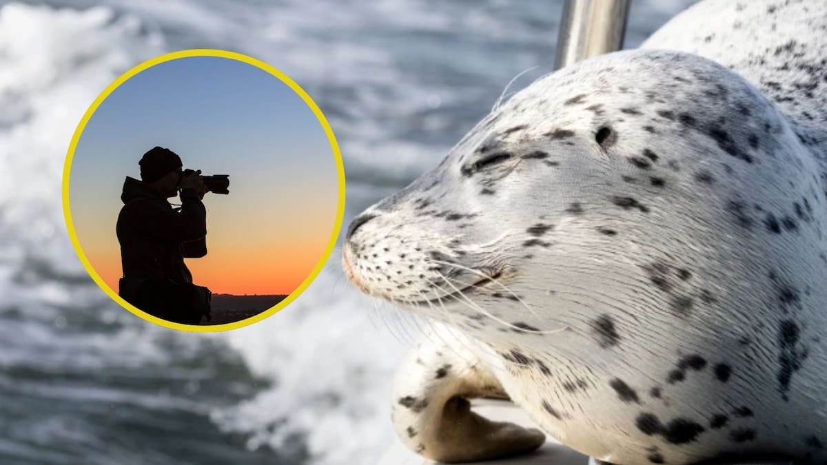 Foca activa su instinto animal y logra escapar de una orca al saltar hacia el barco de una fotógrafa en aguas de Seattle (VIDEO)