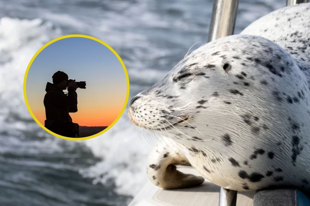 Foca activa su instinto animal y logra escapar de una orca al saltar hacia el barco de una fotógrafa en aguas de Seattle (VIDEO)