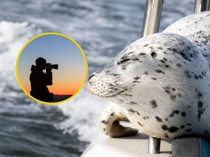 Foca activa su instinto animal y logra escapar de una orca al saltar hacia el barco de una fotógrafa en aguas de Seattle (VIDEO)