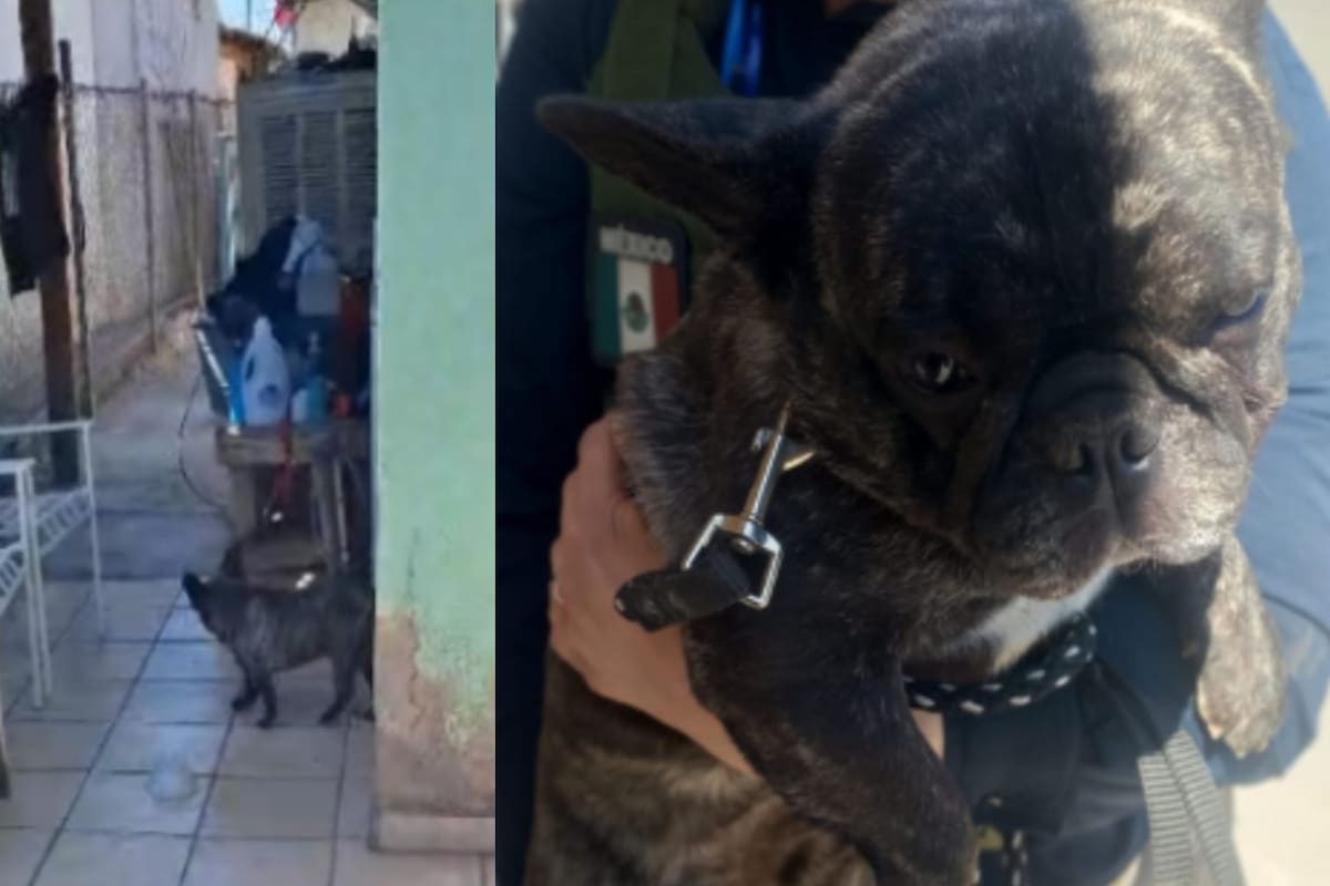 Rescatan a perro víctima de maltrato en domicilio de González Ortega