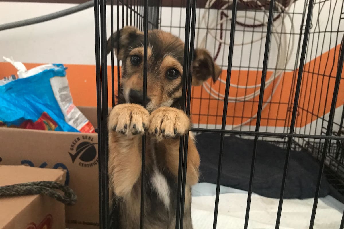 Suman alrededor de 300 denuncias por maltrato animal en BC