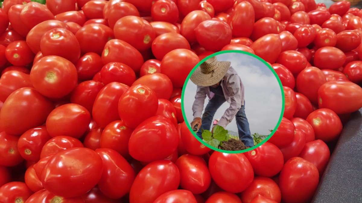 El precio del tomate podría estabilizarse entre 20 y 40 pesos para el verano, según estiman expertos. | Foto: Canva