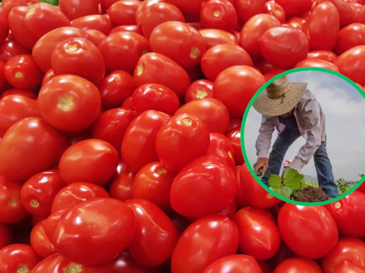 Cuotas, clima y falta de financiamiento golpean a tomateros mexicanos y provocan caída histórica en exportaciones