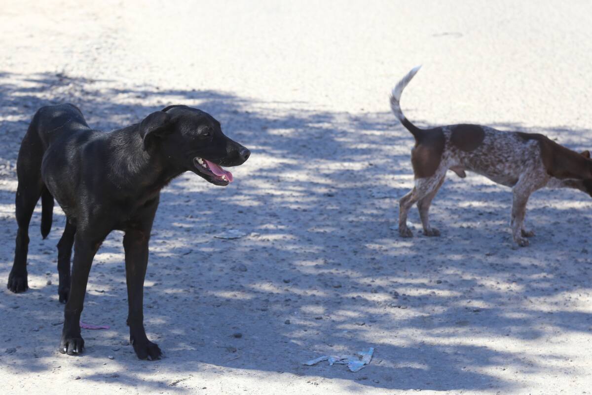 Niña de tres años fue atacada por dos perros mientras jugaba en Hermosillo