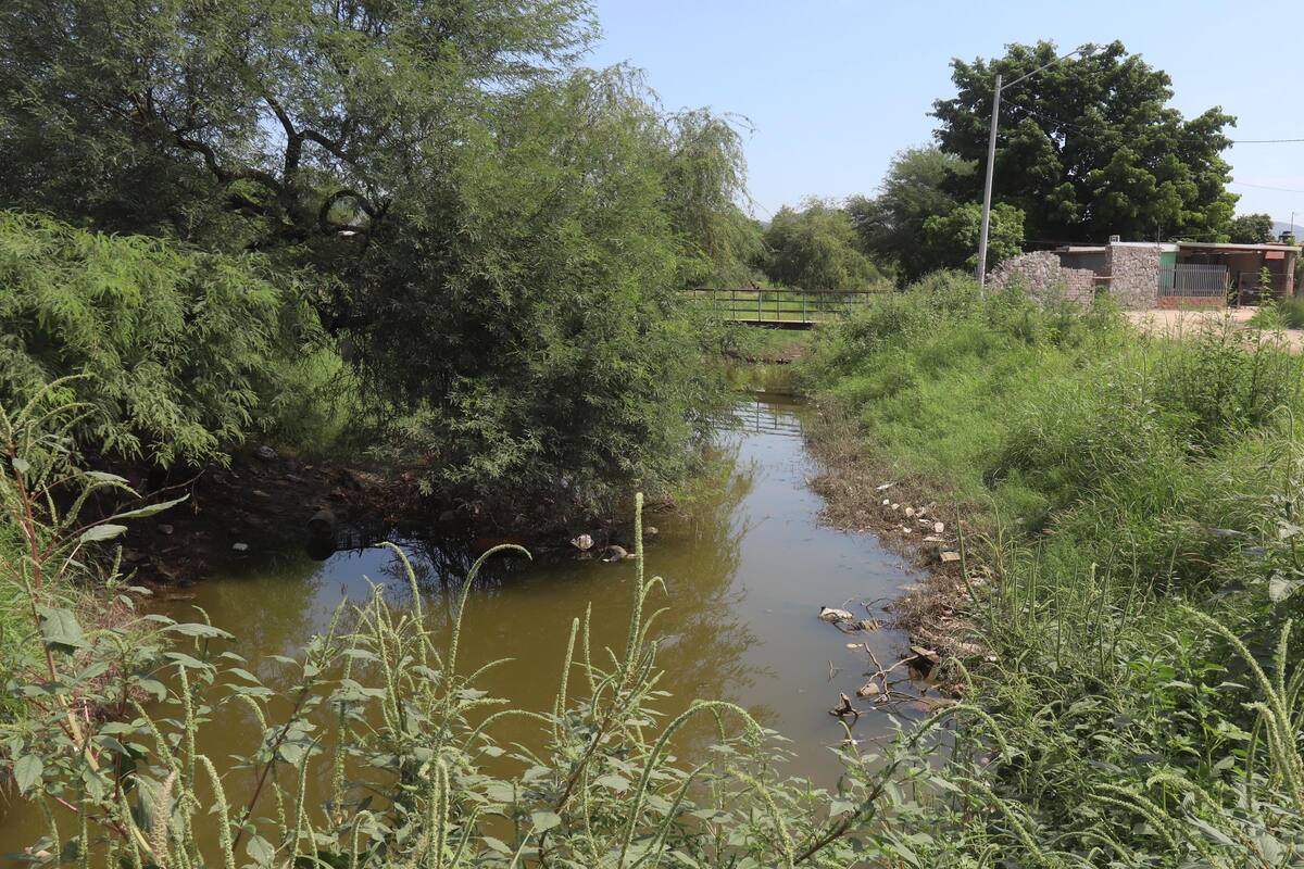 Temen aparición de Dengue en la Norberto Ortega; tienen "invasión de mosquitos"