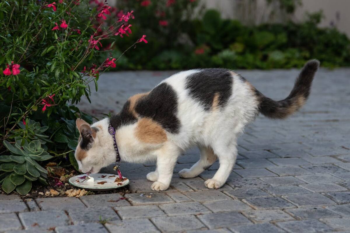 Descubre qué puede comer tu gato en su primer mes de vida