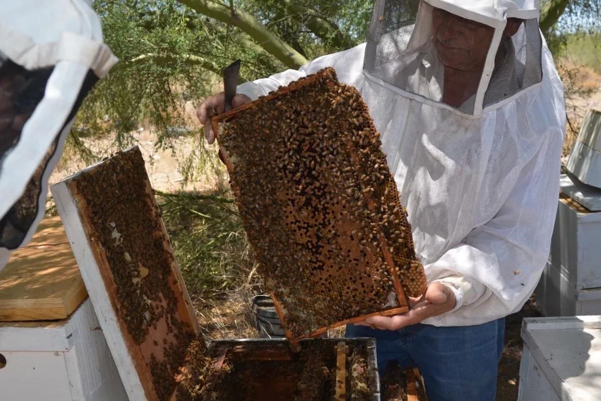 Insisten en reglamentación de Ley de Protección de las Abejas
