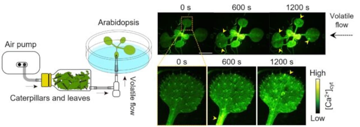 El montaje experimental para visualizar la señalización del calcio en hojas de Arabidopsis. (Foto: Aratani et al. Nature Communications, 2023)