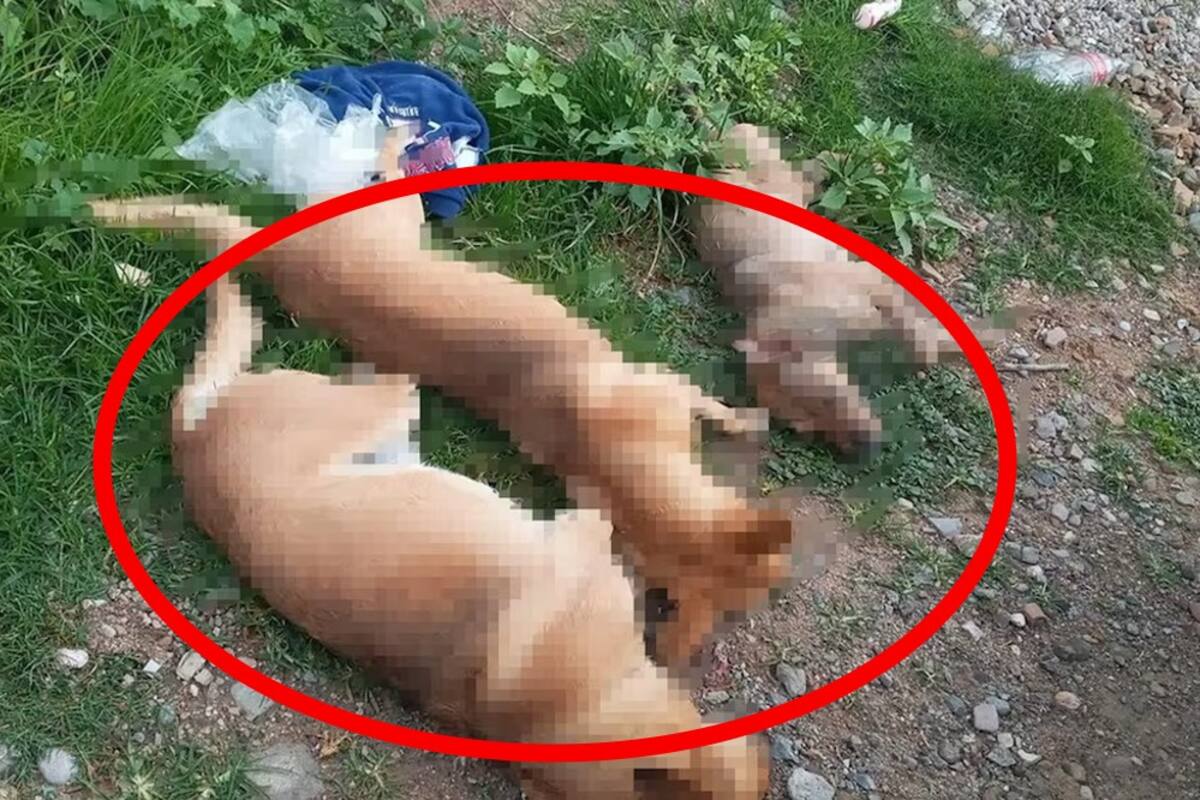 Encuentran a 15 perros y gatos envenenados en Oaxaca