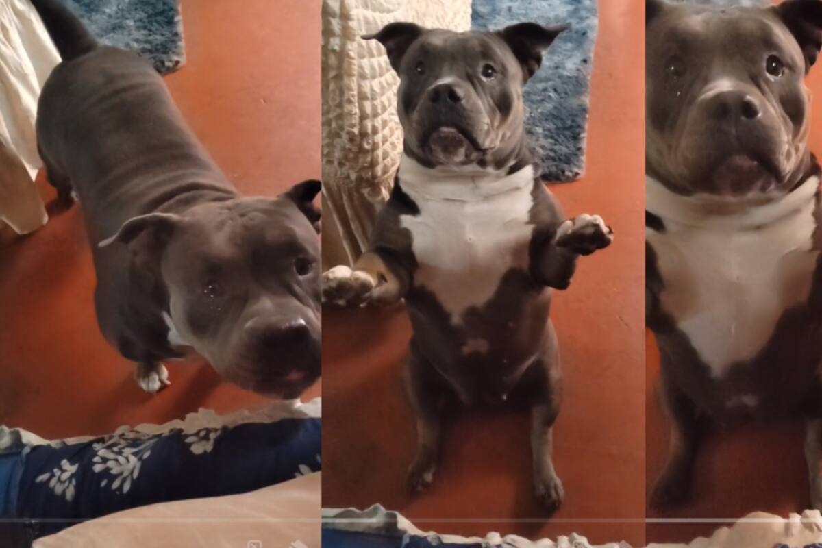 Este perro conquista las redes sociales con su forma de pedir que lo saquen a pasear (VIDEO)