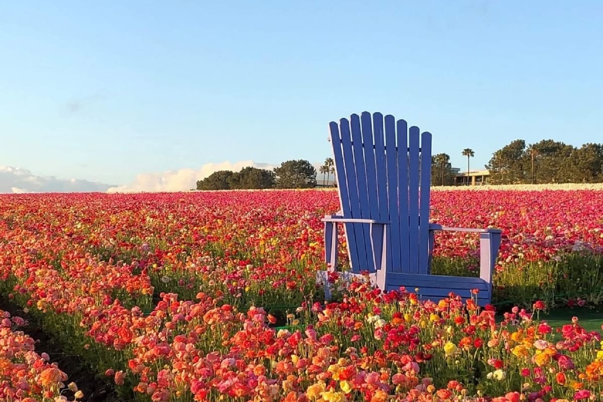 Abren los campos de flores de Carlsbad, uno de los principales atractivos de la primavera