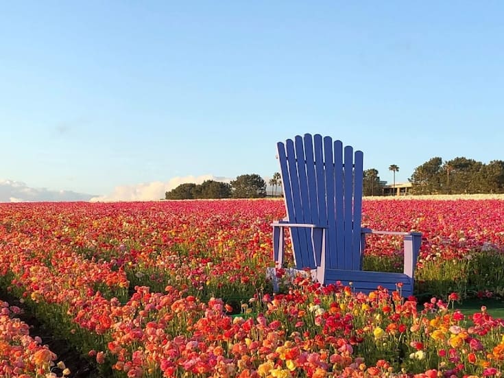 Abren los campos de flores de Carlsbad, uno de los principales atractivos de la primavera