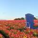 Abren los campos de flores de Carlsbad, uno de los principales atractivos de la primavera