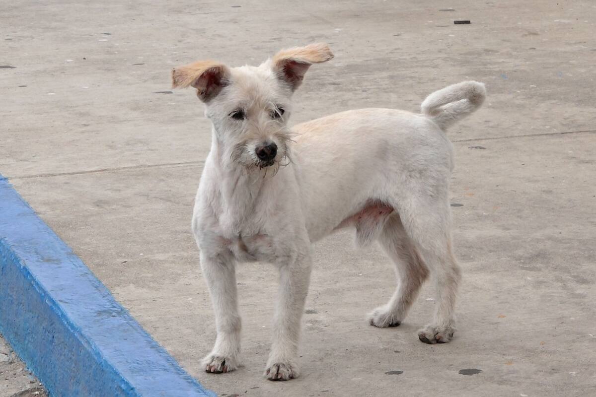 Nombran jefe de seguridad a perro callejero en gasolinera