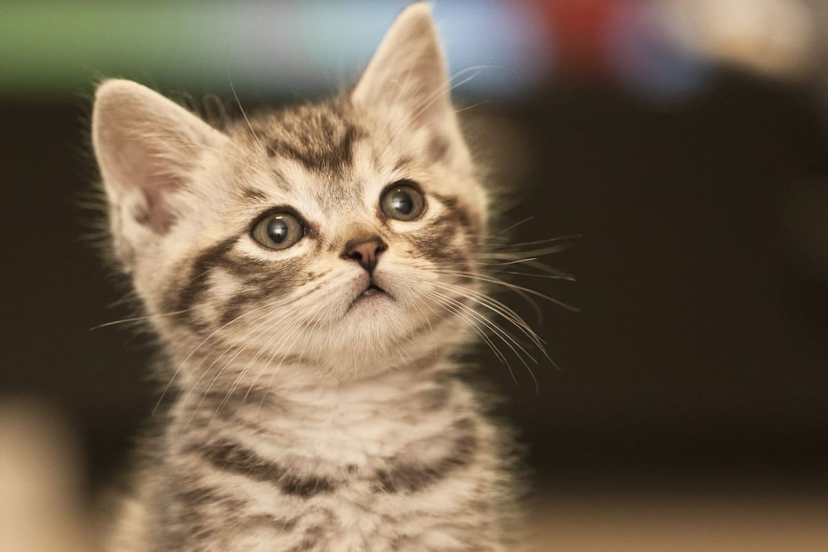 Por qué jugar es esencial para tu gato y qué beneficios le aporta