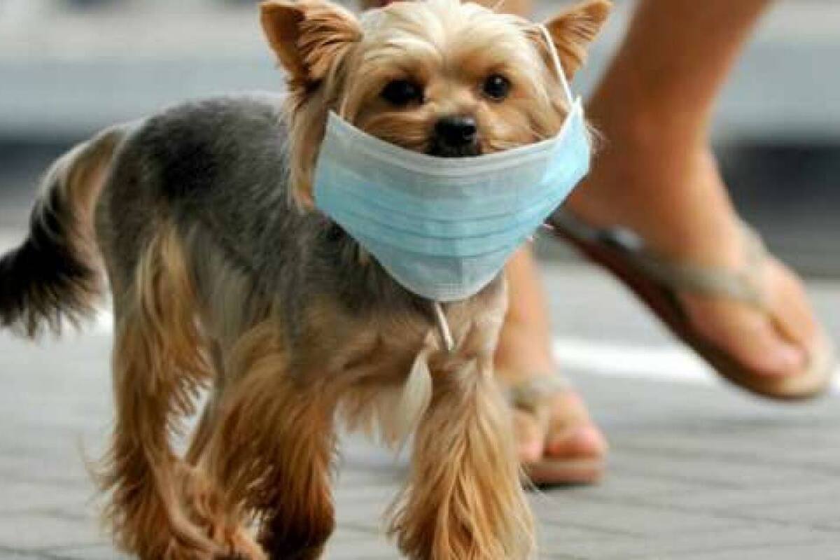 ¿Puede contagiarse mi perro de coronavirus?
