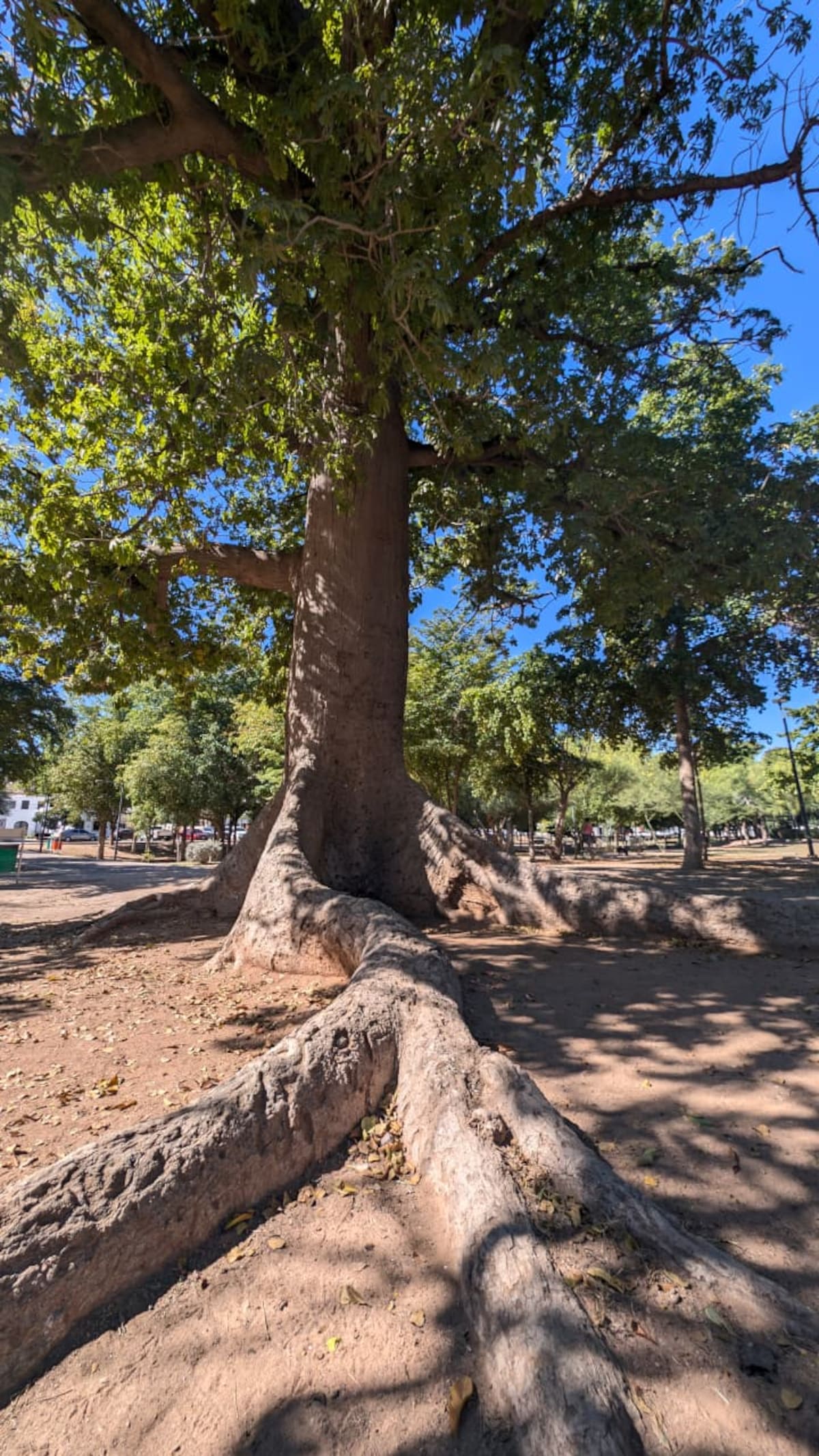 Las actividades por el Día del Árbol se realizarán del 6 al 26 de marzo e incluirán talleres, mega reforestaciones y entrega de especies como mezquite, palo verde y guayacán. | Foto: Julián Ortega