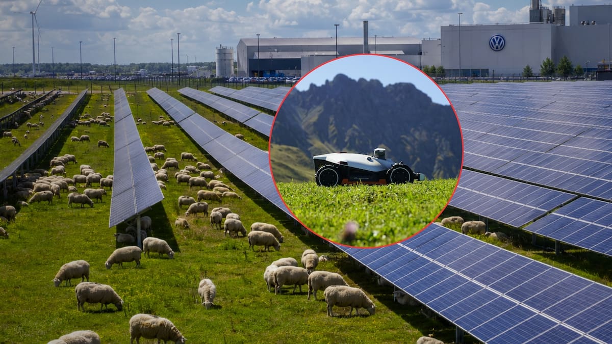 Volkswagen cambió los cortacéspedes por 100 ovejas para pastar debajo y alrededor de más de 31 mil paneles fotovoltaicos con el fin de comprobar que una instalación industrial de energía solar puede compartir espacio con actividades agrícolas y ganaderas