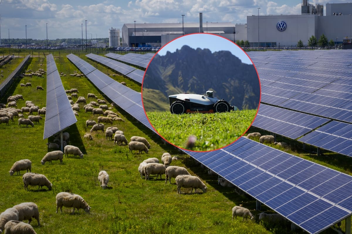 Volkswagen cambió los cortacéspedes por 100 ovejas para pastar debajo y alrededor de más de 31 mil paneles fotovoltaicos con el fin de comprobar que una instalación industrial de energía solar puede compartir espacio con actividades agrícolas y ganaderas