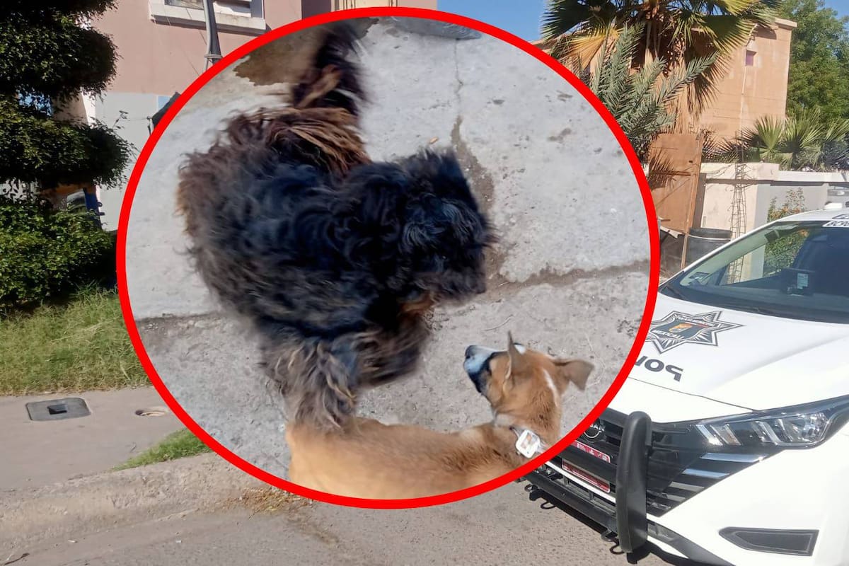 Multan a vecina de Buenos Aires por mantener amarrado a un cachorro