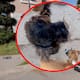 Multan a vecina de Buenos Aires por mantener amarrado a un cachorro