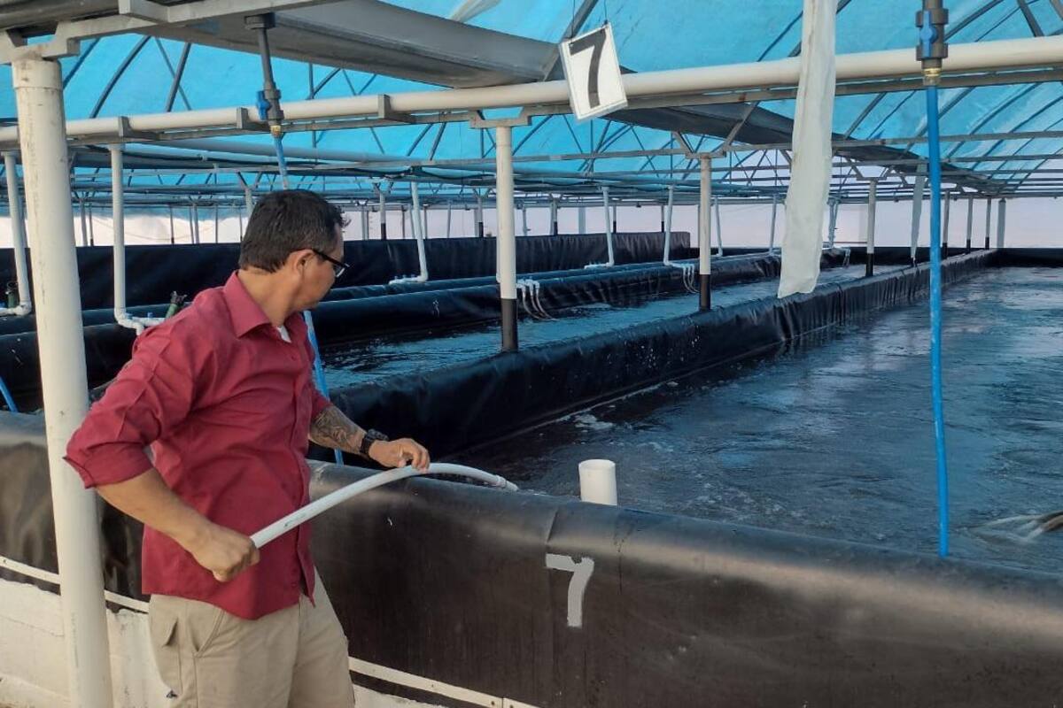 Supervisan materia prima para cultivos de camarón