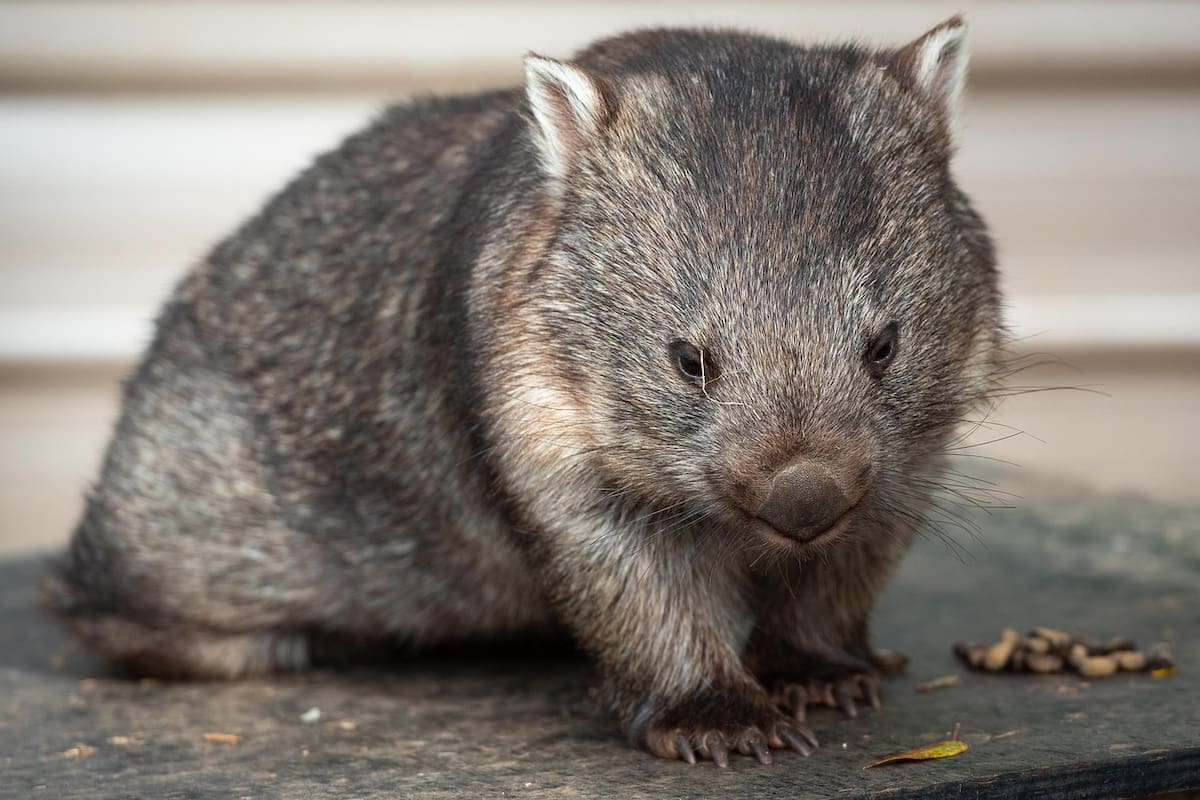 En marzo, otra influencer estadounidense fue criticada tras aparecer en un video donde parecía molestar a una cría de wombat