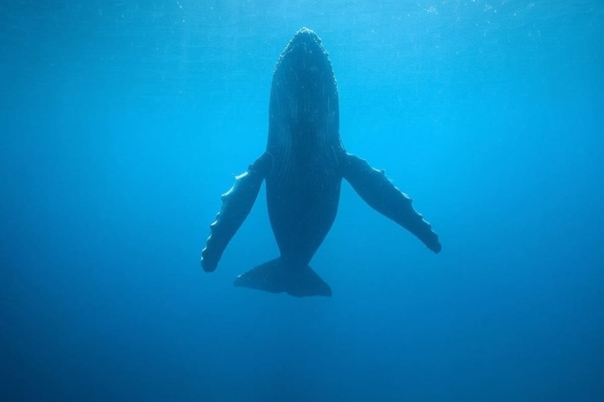 Descubren que las ballenas cantan con reglas similares al lenguaje humano