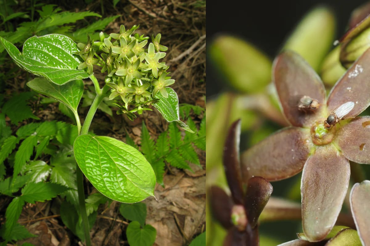 Esta flor huele a hormigas moribundas: el truco de la naturaleza para atraer polinizadores