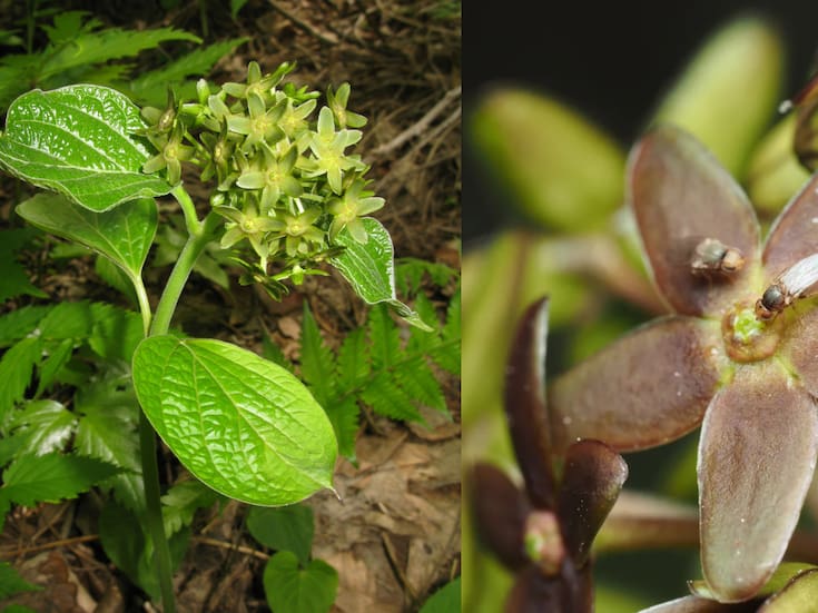 Esta flor huele a hormigas moribundas: el truco de la naturaleza para atraer polinizadores
