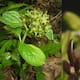 Esta flor huele a hormigas moribundas: el truco de la naturaleza para atraer polinizadores