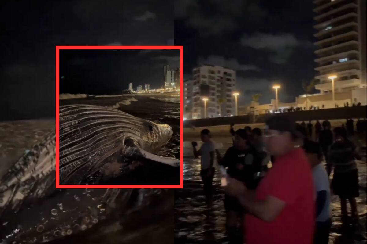 Ballena aparece muerta en playas de Mazatlán, Sinaloa (VIDEO)