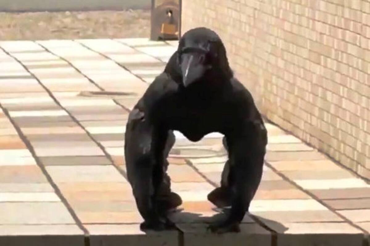 Captan a cuervo que parece un gorila en Japón