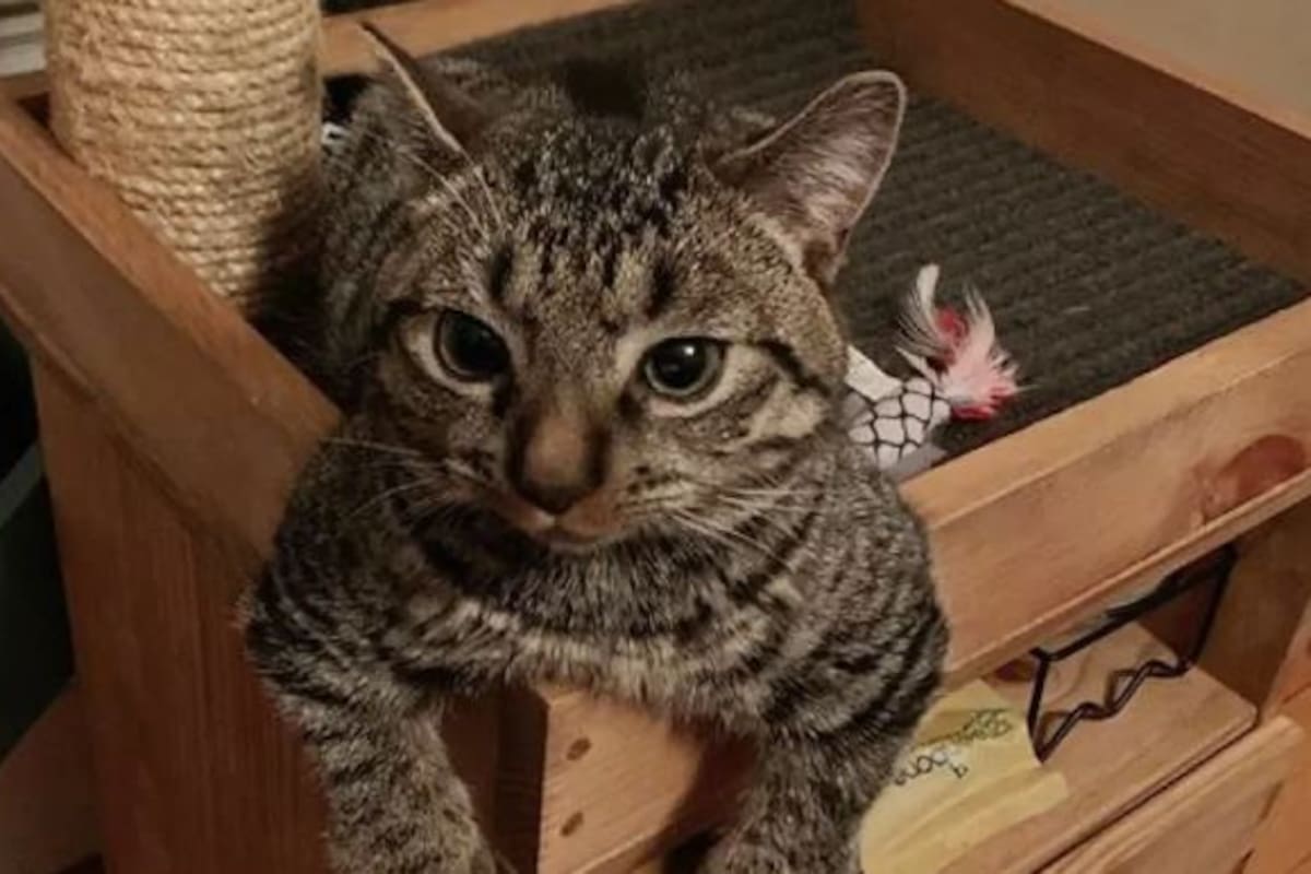 Gato con enanismo congénito conquista con su carisma