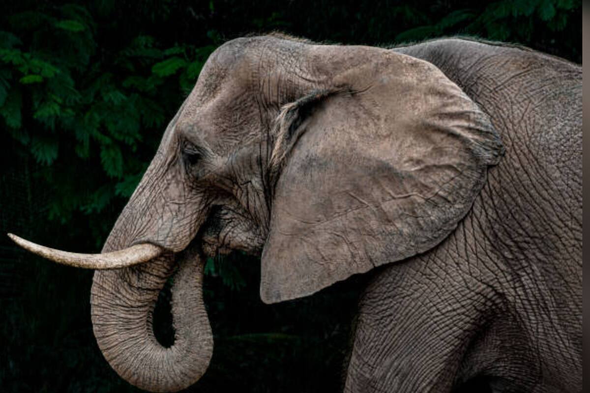 Turista estadounidense de 64 años muere atacada por un elefante en África