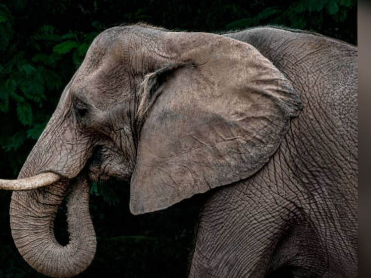 Turistas sobreviven ataque de elefante en el Delta del Okavango en Botswana