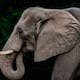 Turistas sobreviven ataque de elefante en el Delta del Okavango en Botswana