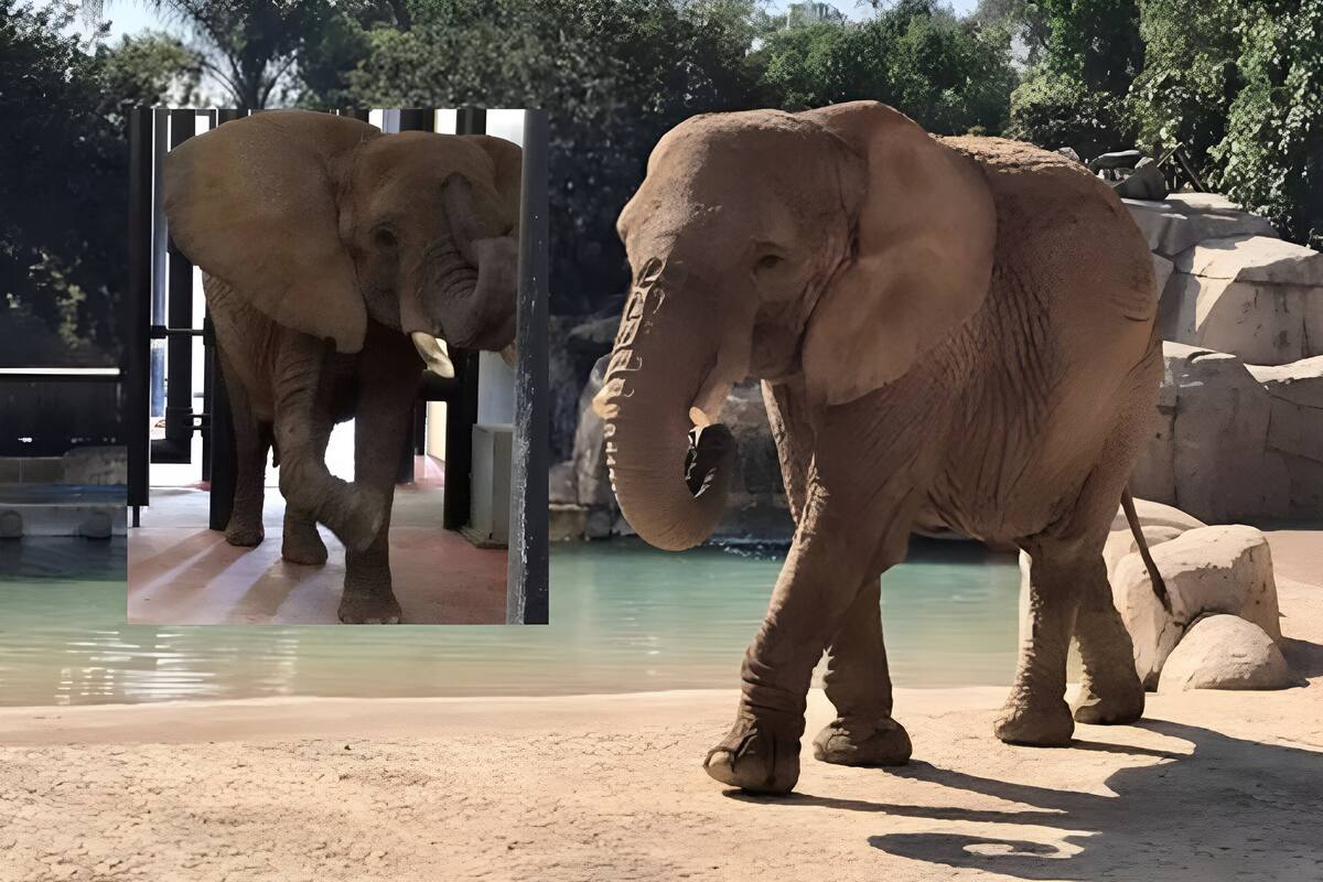 Conoce a ‘Ely’, “la elefanta más triste del mundo” que desean tenga el mismo destino que Benito, la jirafa