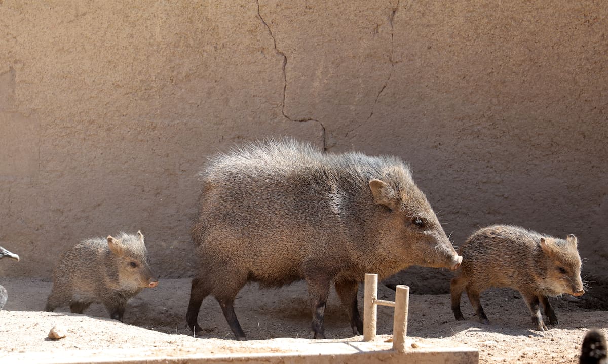 Las crías nacidas durante febrero reflejan la importancia de la convivencia en pareja entre especies del Centro Ecológico de Sonora.