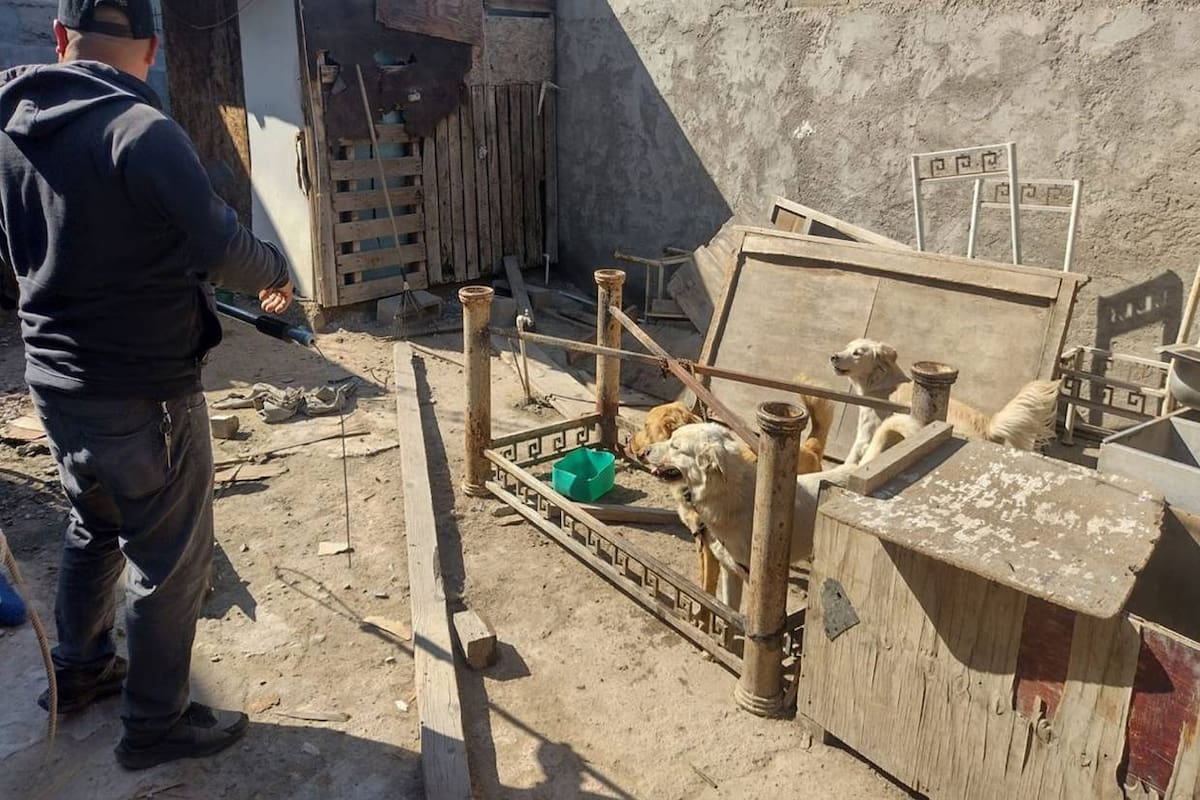 Buscan mejorar rescates de perros abandonados y maltratados